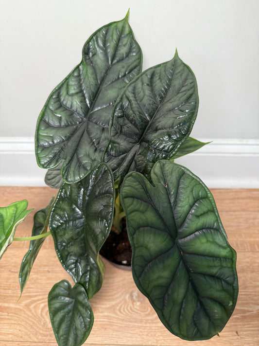 Alocasia Dragon Scale – Exotic Foliage with Mythical Texture