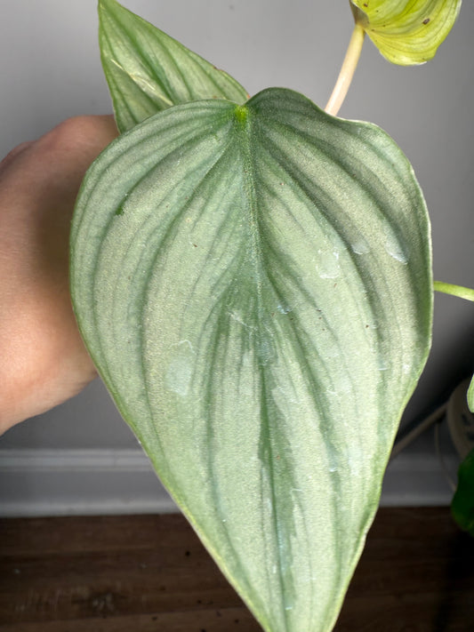 Philodendron Pastazanum – Large-Leaf Tropical Aroid with Striking Texture