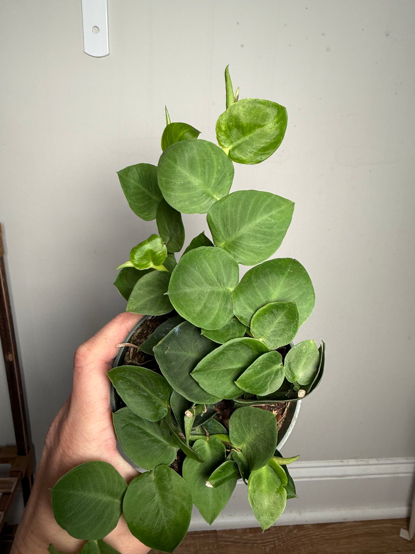 4" Rhaphidophora Korthalsii