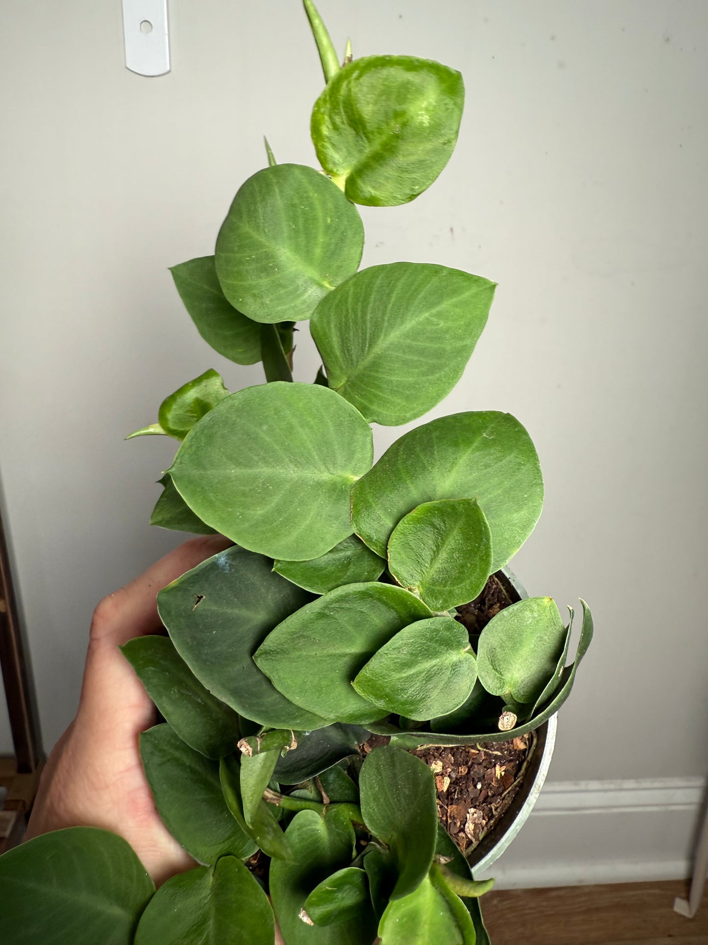 4" Rhaphidophora Korthalsii