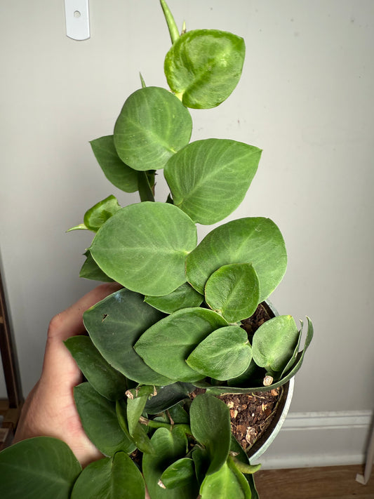 Rhaphidophora Korthalsii – Exotic Tropical Climber with Unique Foliage