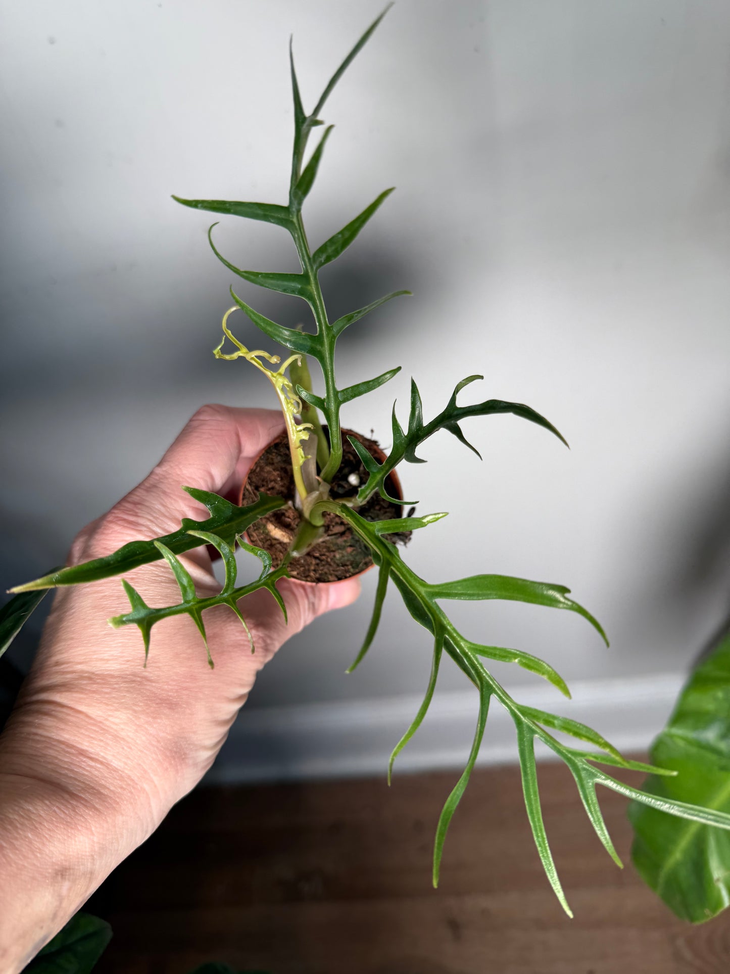Philodendron Tortum – Rare Tropical Climber with Unique Spiky Foliage | Indoor Statement Plant