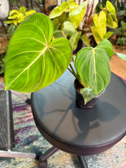 Philodendron Gloriousum – Rare Aroid with Velvety, Veined Leaves | Easy Indoor Plant