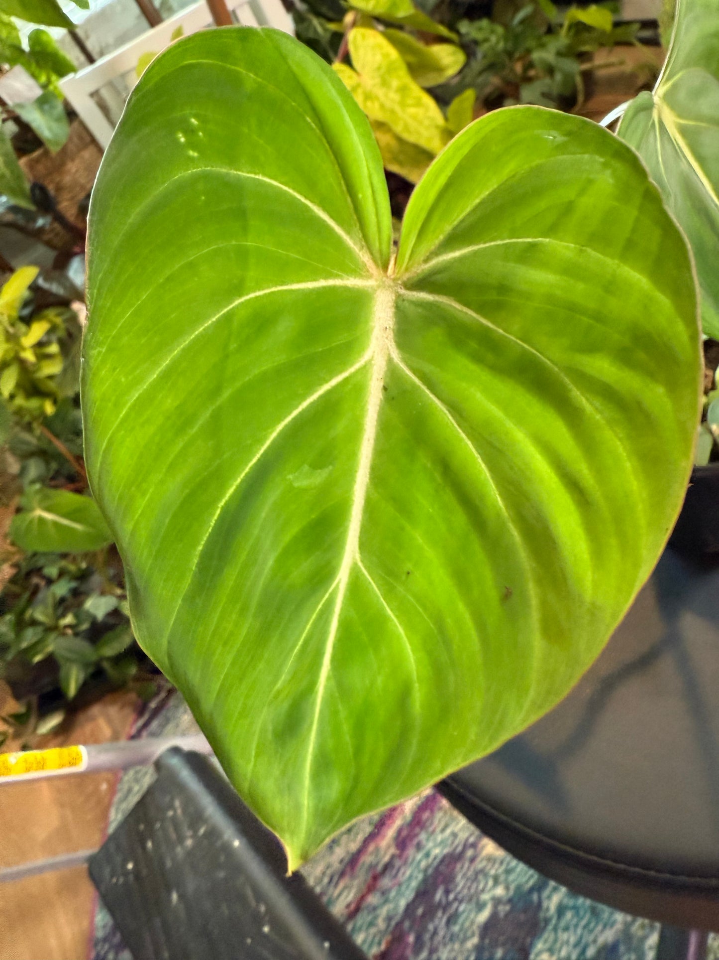 Philodendron Gloriousum – Rare Aroid with Velvety, Veined Leaves | Easy Indoor Plant
