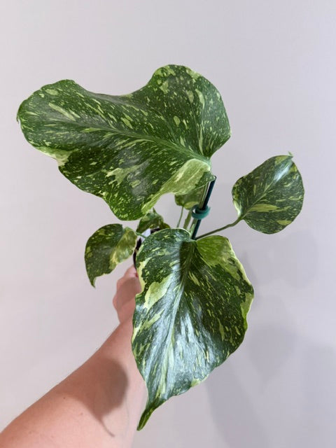 Monstera ‘Electrolyte’