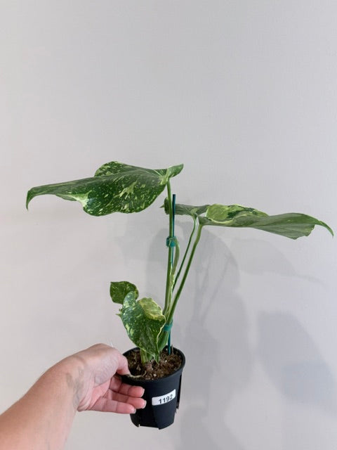 Monstera ‘Electrolyte’