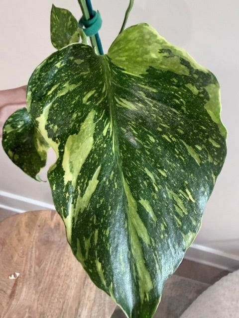 Monstera ‘Electrolyte’