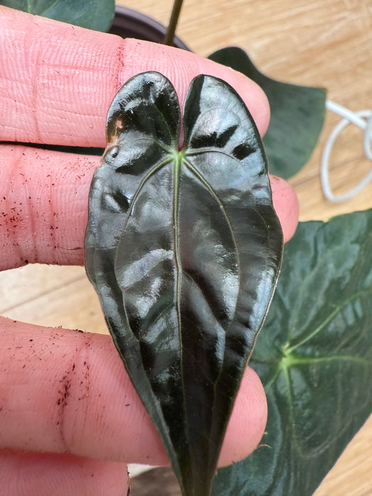 Anthurium (Black Widow x Michelle) × Papillilaminum 'Trop 10' – Ultra-Rare Hybrid Aroid for Serious Collectors