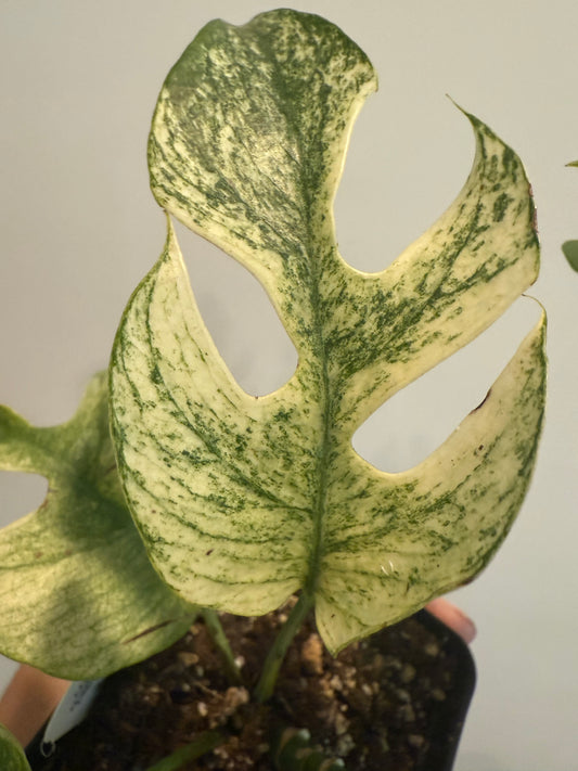 Rhaphidophora Tetrasperma mint 'White Monster'