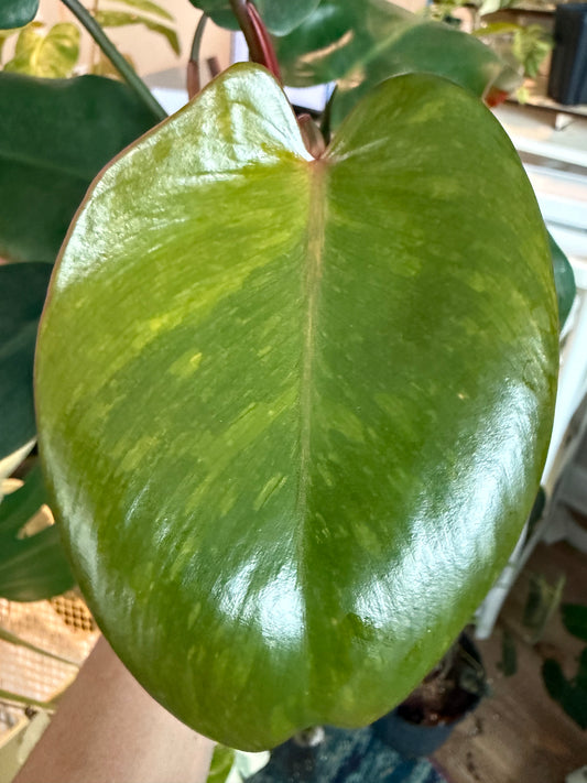 Rare Philodendron Jose Buono × Red Emerald – Variegated Aroid