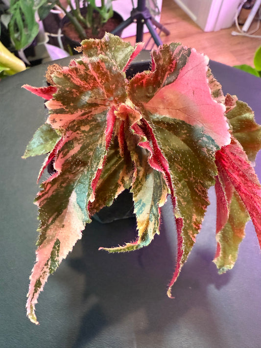 Begonia 'Ginny Galaxy' – A Celestial Splash of Color