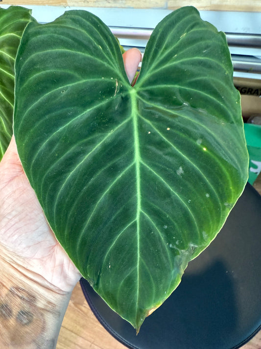 Philodendron Splendid – Rare Tropical Beauty