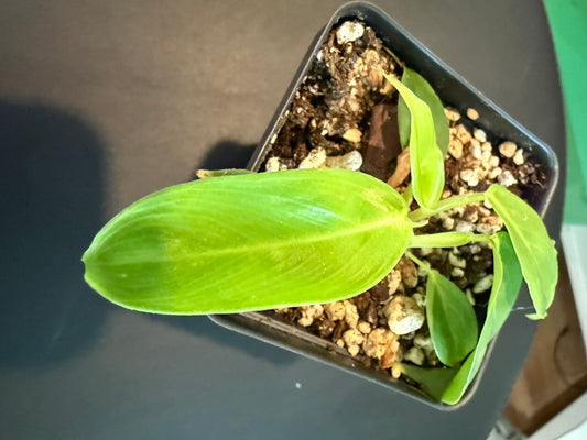 Philodendron patriciae – A Collector’s Dream