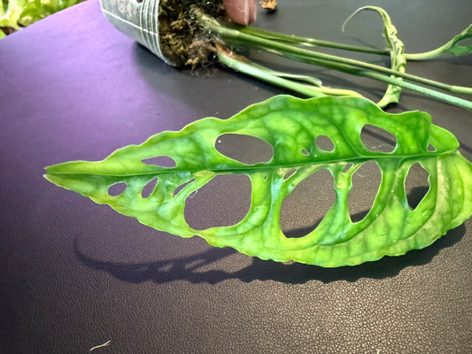 Monstera Obliqua Peru – Ultra-Rare Collector’s Gem
