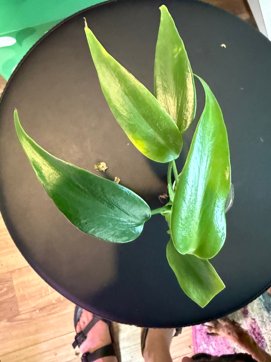 Philodendron Burle Marx Flame – Botanical Rarity with a Fiery Twist