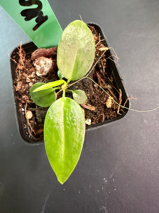 Anthurium wendlingeri – The Tropical Waterfall