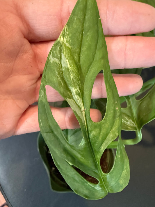 Monstera Adansonii 'Mint' – Rare Collector’s Plant