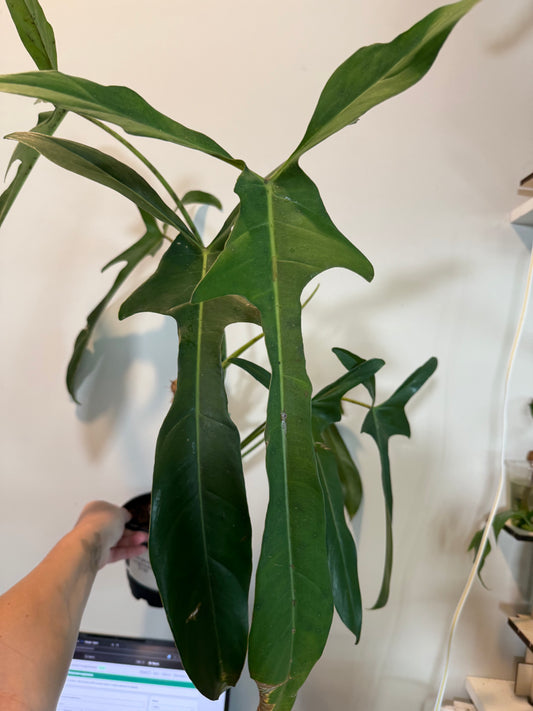Philodendron Longilobatum – Exotic Aroid with Elegant Lobed Leaves