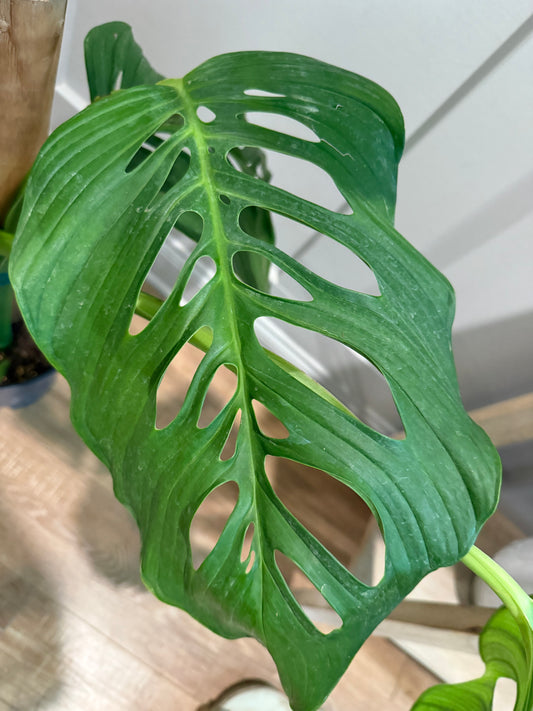 Monstera lechleriana – Elegant Simplicity with Tropical Charm