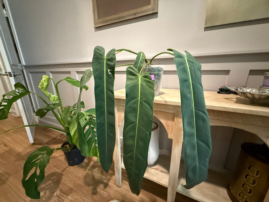 Philodendron Spiritus Sancti × Patriciae – A Rare Hybrid with Dramatic Elegance
