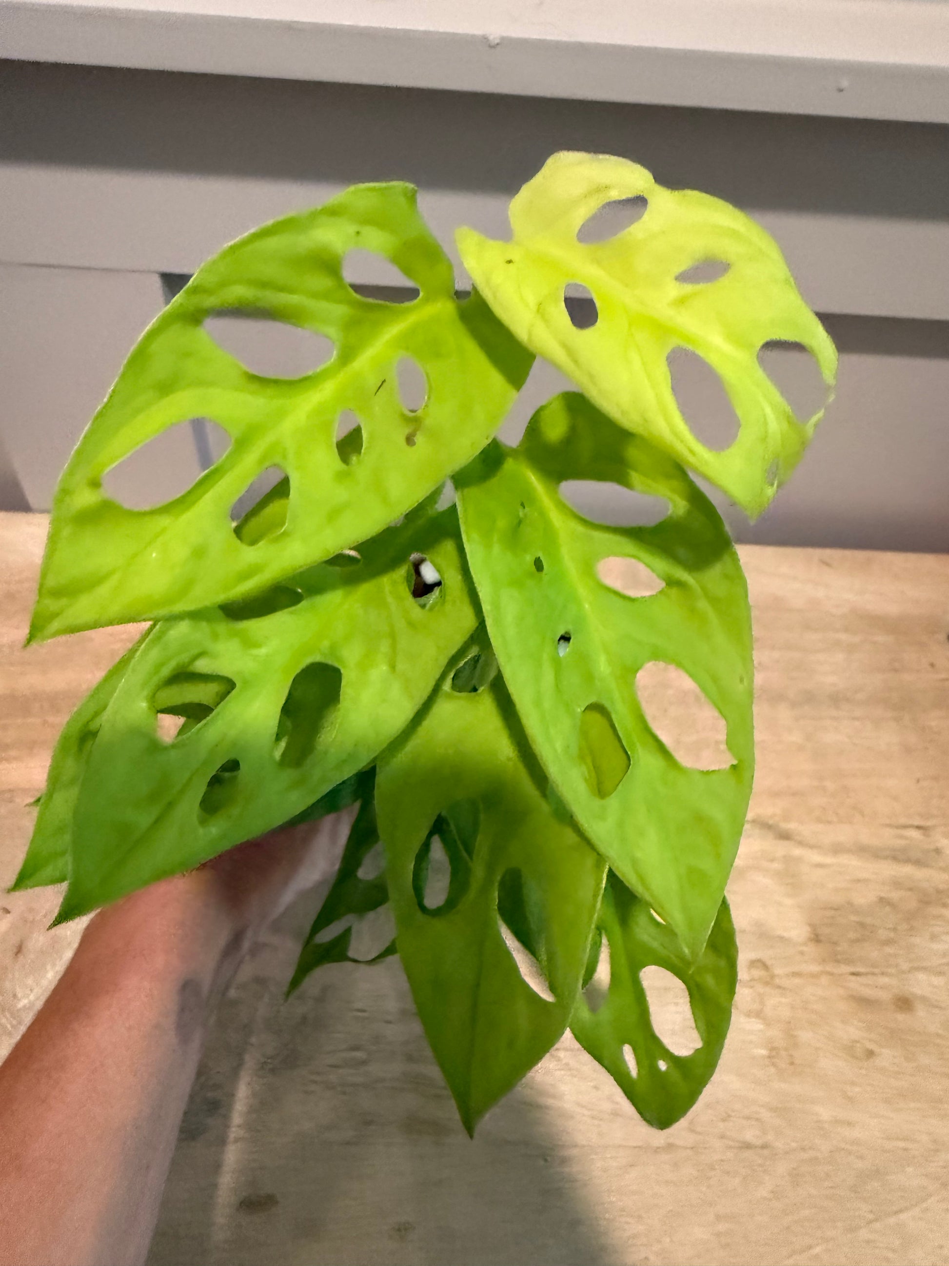 monstera adansonii cutting for sale Monstera adansonii 'Neon' – A Vibrant Twist on a Classic – Prop Spot