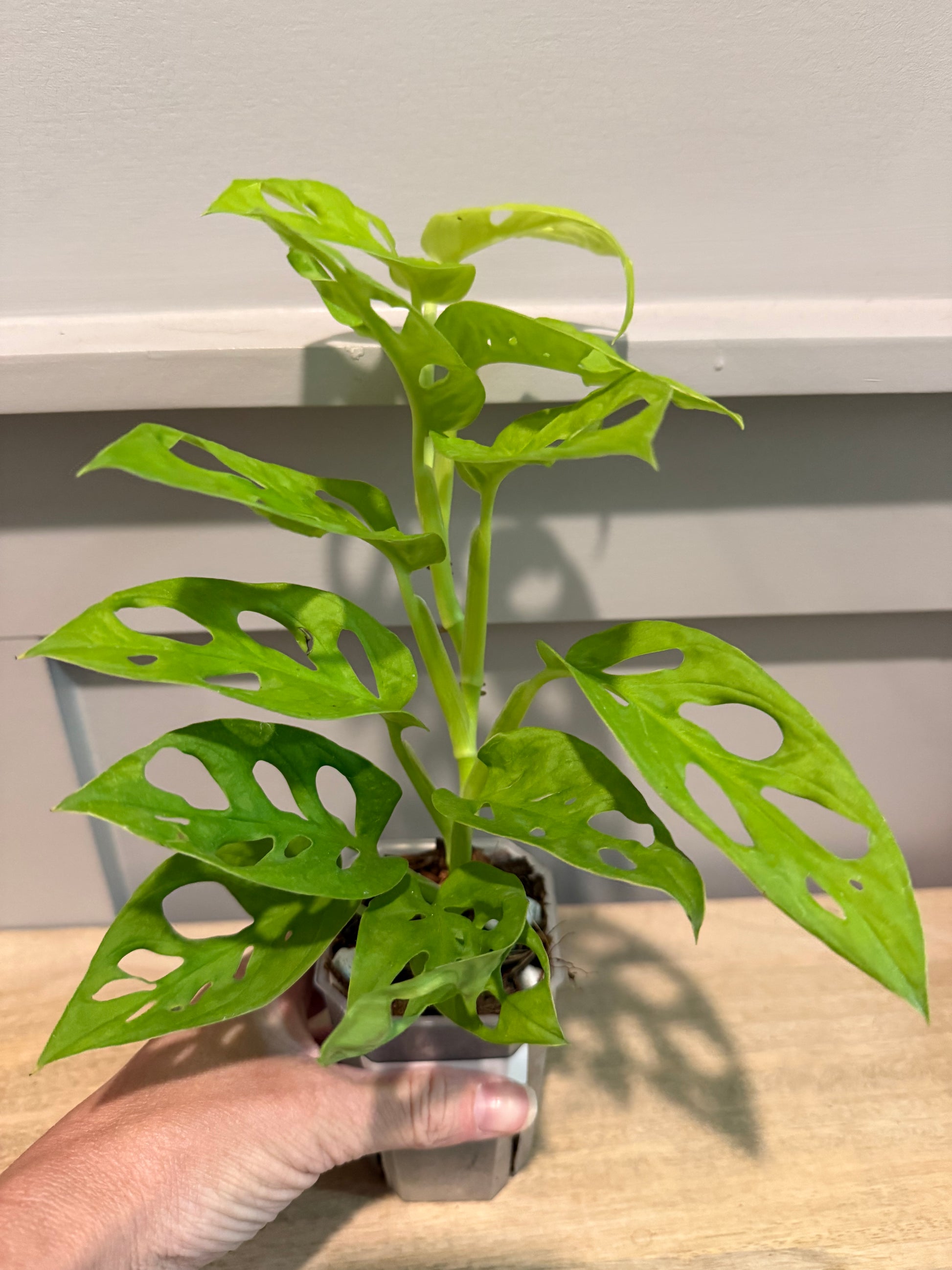 monstera adansonii cutting for sale Monstera adansonii 'Neon' – A Vibrant Twist on a Classic – Prop Spot
