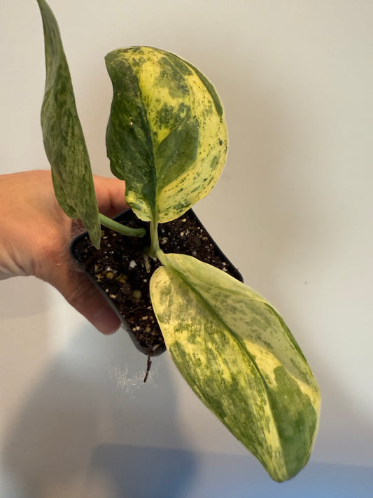 Scindapsus Halimoon – Rare Variegated Trailing Plant for Collectors