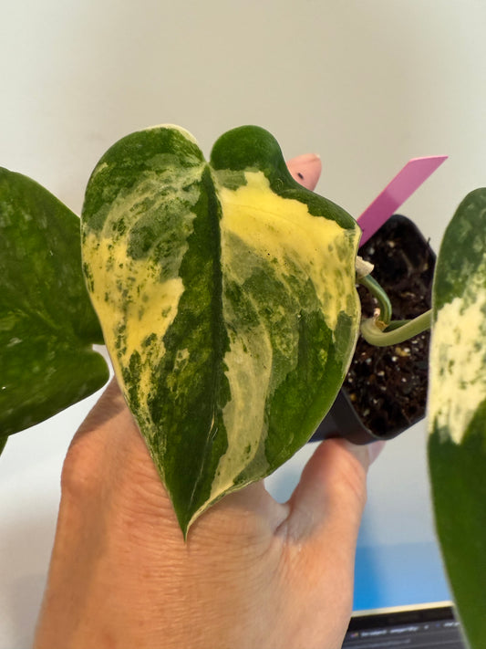 Scindapsus ‘Manguari’ – Rare Tropical Aroid Houseplant