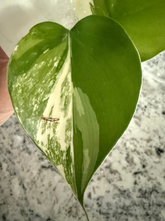 Philodendron Heartleaf Albo – Rare Variegated Climbing Aroid | Easy Care Houseplant