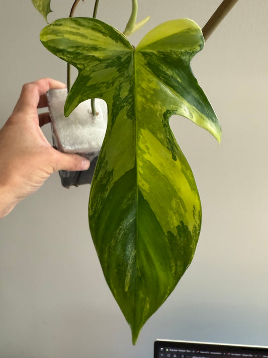 Philodendron ‘Florida Beauty’ – Variegated Rarity for Collectors