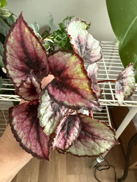 Begonia Red Kiss – Vibrant Indoor Begonia Houseplant