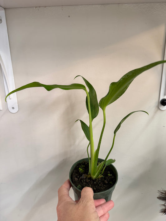Philodendron Burle Marx Flame