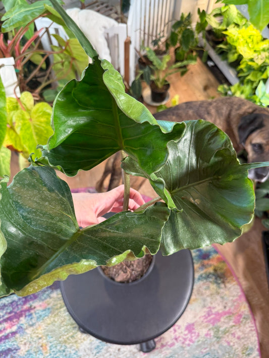 Alocasia Stingray – Unique Textured Tropical Houseplant