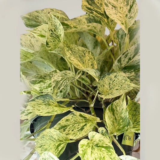 Pothos Snow Queen – Variegated Trailing Hanging Basket Plant