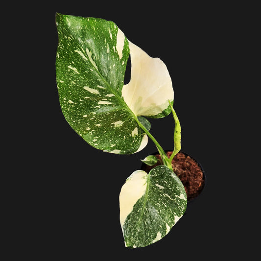 Monstera Thai Constellation – Rare Variegated Tropical Houseplant