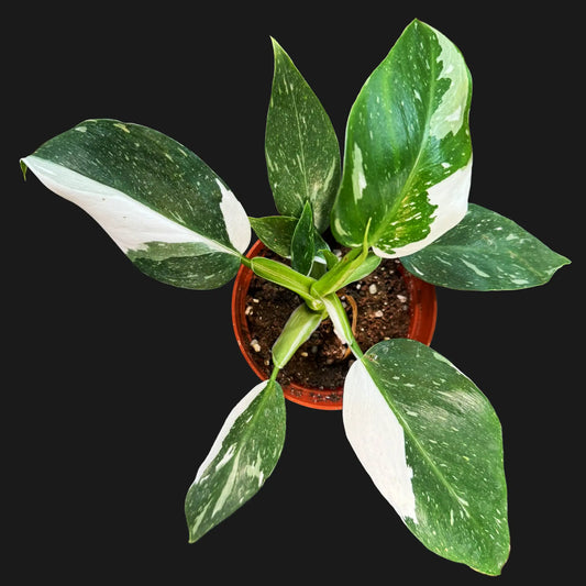 Philodendron 'White Wizard' – Rare Variegated Tropical Climber