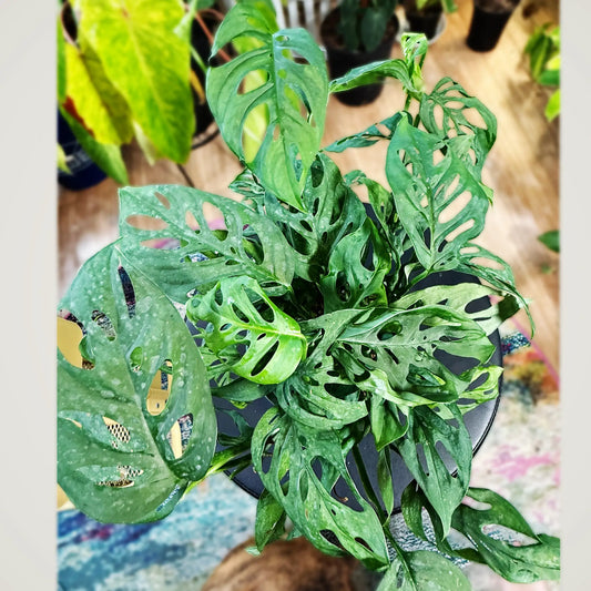 Monstera Adansonii – Swiss Cheese Plant with Fenestrated Leaves