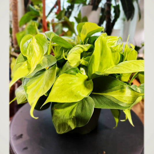 Philodendron hederaceum 'Brasil'