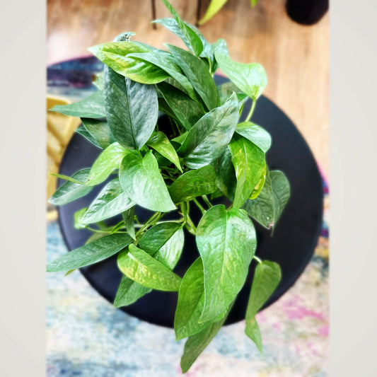 Pothos Cebu Blue – Rare Blue-Tinted Tropical Vine