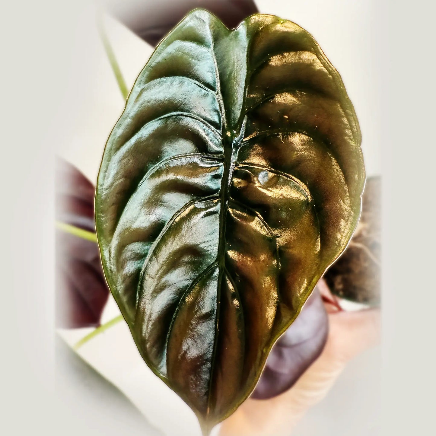 Alocasia cuprea – The Metallic Jewel of Tropical Plants