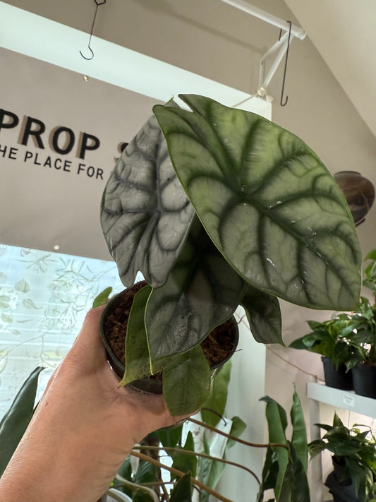 Alocasia Silver Dragon – Rare Silver-Toned Tropical Houseplant