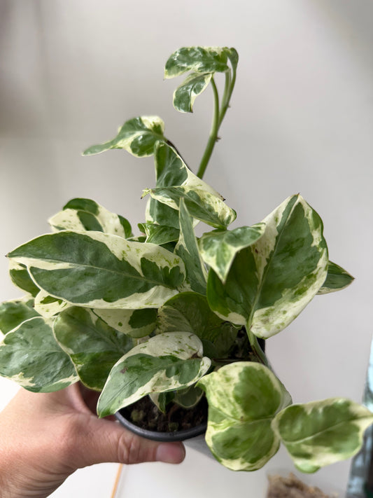 Pothos N’ Joy – Variegated Trailing Indoor Houseplant
