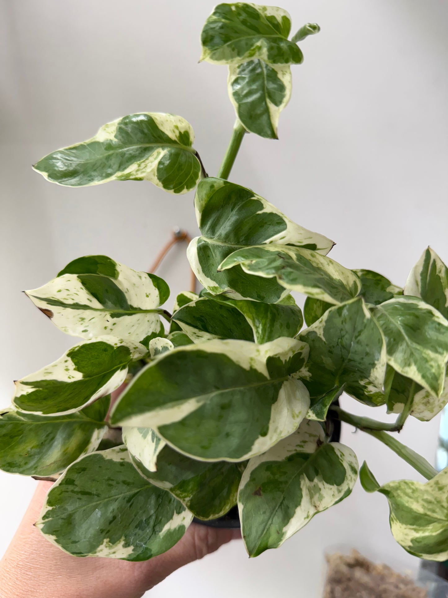 Pothos N’ Joy – Variegated Trailing Indoor Houseplant