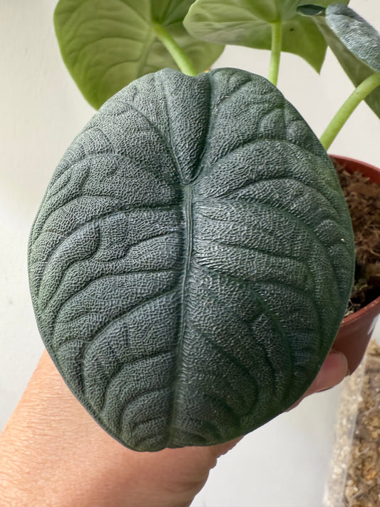 Alocasia Melo – Rare Bubble-Textured Tropical Houseplant
