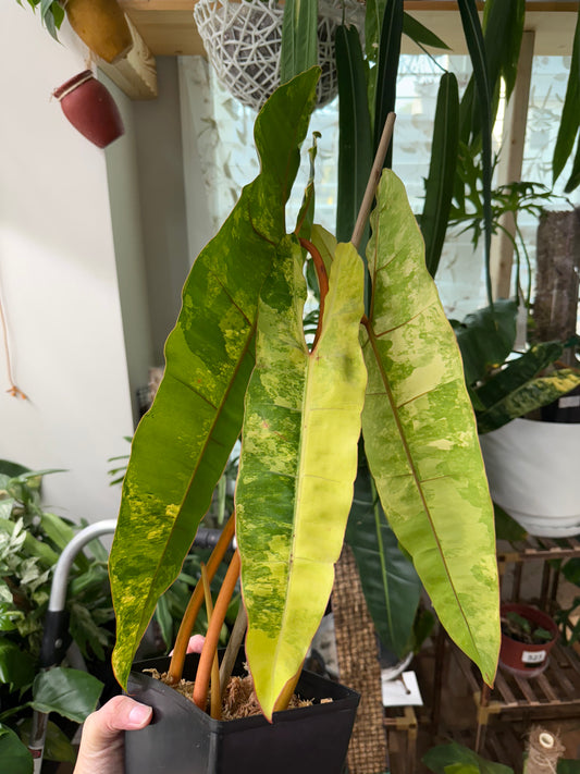 Philodendron Variegated Billietiae – Rare Aroid with Stunning Marbled Foliage