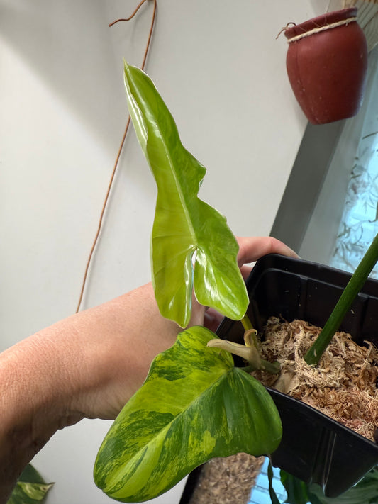 Philodendron Florida Beauty x Mayoi