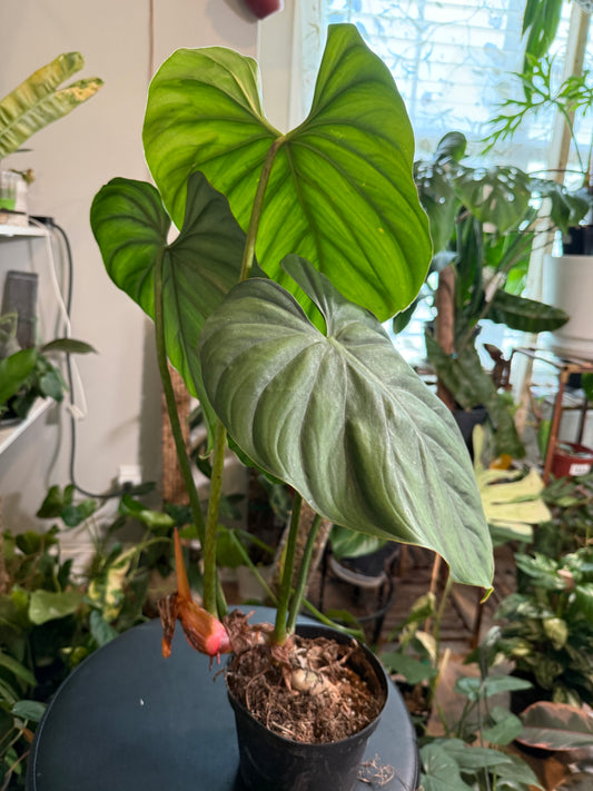 Philodendron Columbia for sale – rare climbing aroid with large velvety green leaves and bold veining.