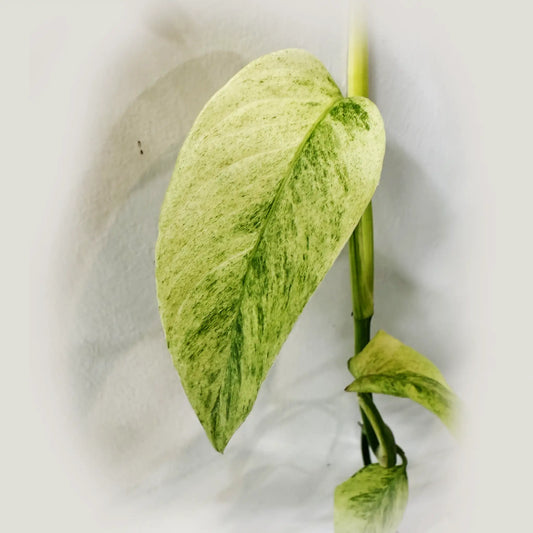 Monstera Laniata Mint – Rare Aroid with Mint-Green, Textured Leaves | Easy Care Plant