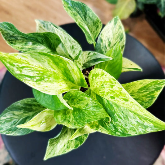 Pothos Marble Queen – Variegated Trailing Indoor Houseplant