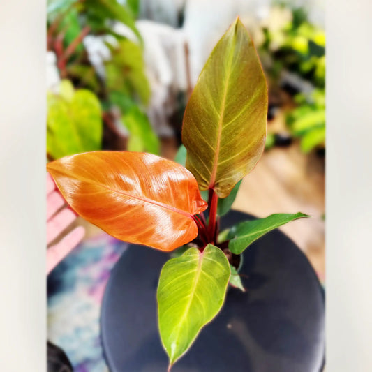 Philodendron 'McColley’s Finale' – The Dramatic Tropical Treasure